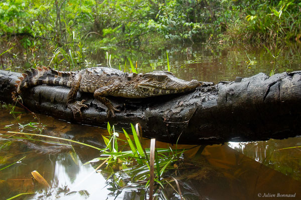 Caïman à front lisse ou Caïman gris — Paleosuchus trigonatus (Schneider, 1801), (mine d'or Espérance, Apatou, Guyane, le 14/05/2017)