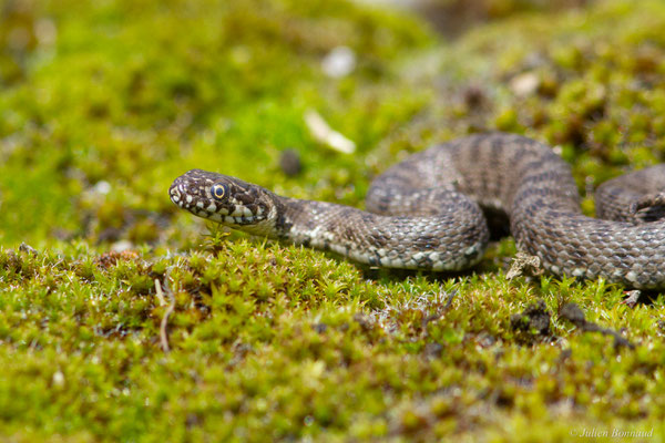 Couleuvre vipérine — Natrix maura (Linnaeus, 1758), (juvénile), (Pardies (64), France, le 12/05/2025)