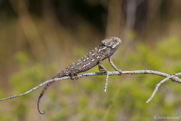 Caméléon commun — Chamaeleo chamaeleon (Linnaeus, 1758)