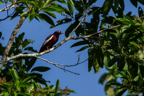 Cotinga pompadour — Xipholena punicea (Pallas, 1764)