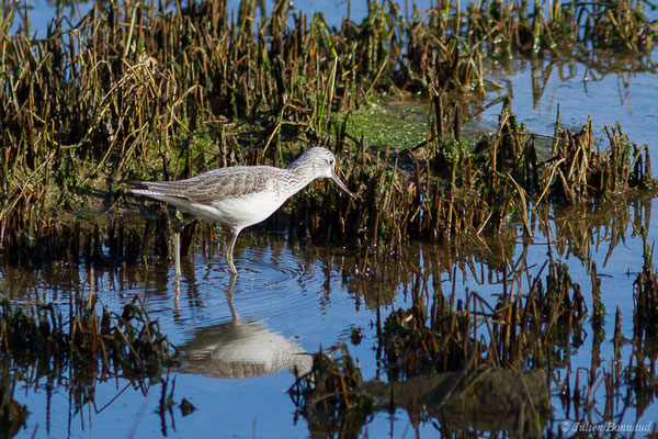 Chevalier aboyeur — Tringa nebularia (Gunnerus, 1767), (adulte en plumage internuptial) (Parc écologique Plaiaundi, Irun, Espagne, le 20/12/2020)