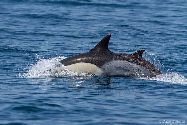Dauphin commun, Dauphin commun à bec court ou Dauphin commun à bec long – Delphinus delphis Linnaeus, 1758, (Sagres (Vila do Bispo), Algarve (Portugal), le 31/08/2018)