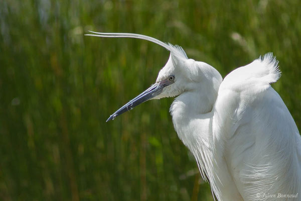 Aigrette garzette — Egretta garzetta (Linnaeus, 1766), (réserve ornithologique du Teich (33), France, le 23/05/2021)