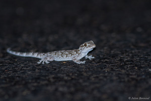 Tarente de Maurétanie — Tarentola mauritanica (Linnaeus, 1758), (Parque Natural de la Sierra de Andújar (Andalousie), Espagne,le 10/08/2020)