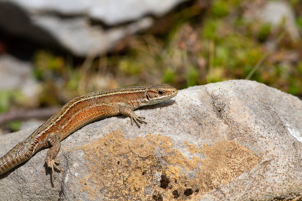 Lézard vivipare de Lantz — Zootoca vivipara louislantzi (Arribas, 2009), (Station de ski de Gourette, Eaux-Bonnes, 22/07/2022)