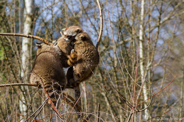 Raton-laveur – Procyon lotor (Linnaeus, 1758), (Parc animalier des pyrénées, Argelès-Gazost (65), France, le 01/04/2018)