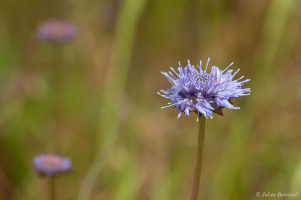 Jasione pérenne — Jasione laevis Lam., 1779, (La Brède (33), France, le 12/06/2019)