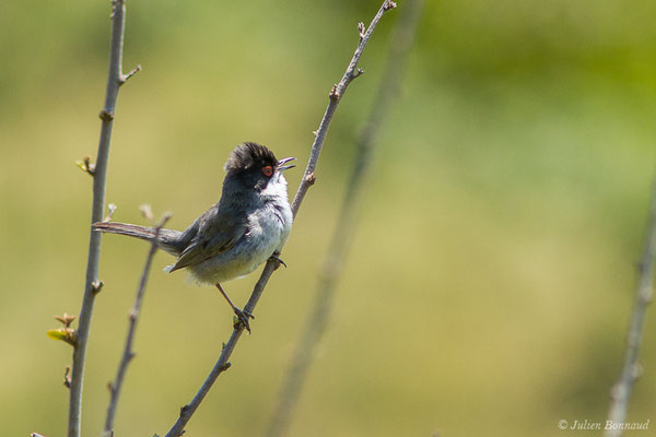 Fauvette mélanocéphale — Sylvia melanocephala (Gmelin, JF, 1789), (mâle adulte) (Bidart (64), France, le 22/05/2019)