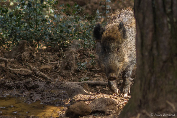 Sanglier — Sus scrofa Linnaeus, 1758, (Parc faunistique Lacuniacha, Huesca, Espagne, le 09/02/2020)