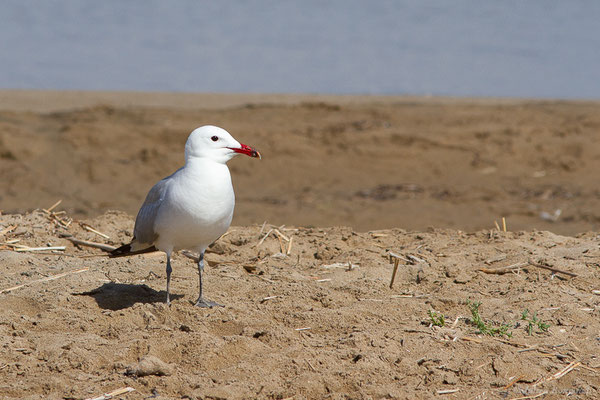 Goéland d'Audouin — Ichthyaetus audouinii (Payraudeau, 1826), (Parc Naturel du Delta de l'Ebre (Catalogne), Espagne, le 06/06/2022)