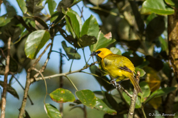 Oriole jaune (Icterus nigrogularis) (adulte) (Macouria, le 21/06/2017)