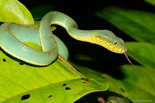 Grage jacquot ou Vipère arboricole — Bothrops bilineatus (Wied-Neuwied, 1821), (Kaw, Guyane, le 12/12/2014)