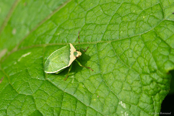 Punaise verte — Nezara viridula (Linnaeus, 1758), (Saint-Jean-de-Luz (64), France, le 15/09/2023)