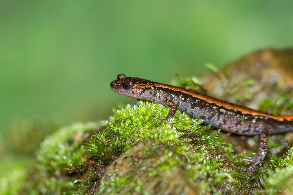 Chioglosse portugais — Chioglossa lusitanica Bocage, 1864