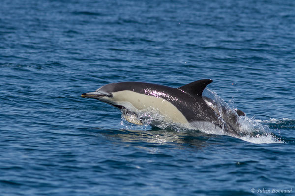 Dauphin commun, Dauphin commun à bec court ou Dauphin commun à bec long – Delphinus delphis Linnaeus, 1758, (Sagres (Vila do Bispo), Algarve (Portugal), le 31/08/2018)
