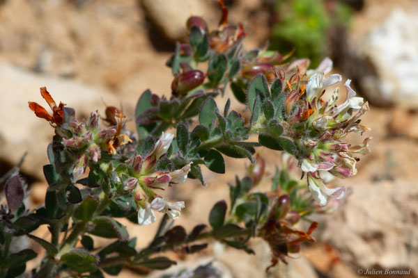 Pied de Coq — Lotus hirsutus L., 1753