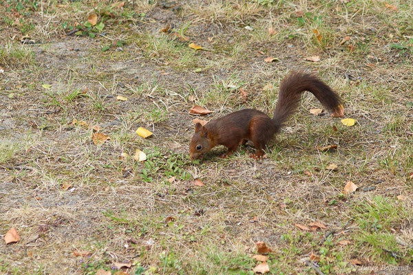 Écureuil roux — Sciurus vulgaris Linnaeus, 1758