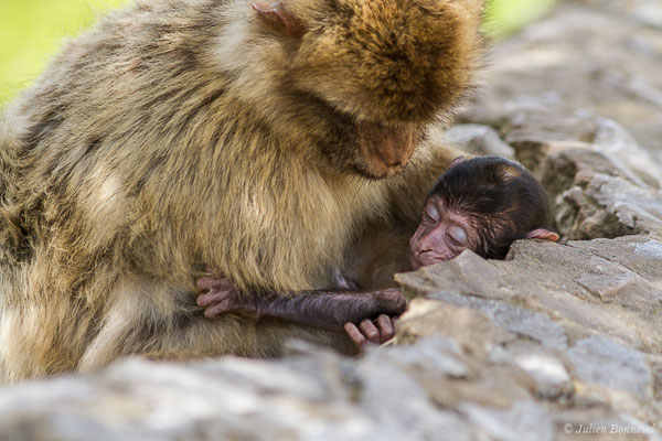 Magot, Macaque berbère, Macaque de Barbarie — Macaca sylvanus (Linnaeus, 1758)