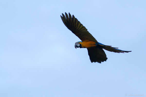 Ara bleu — Ara ararauna (Linnaeus, 1758), (Centre Spacial Guyanais, Kourou, Guyane, le 13/01/2017)