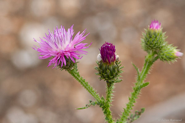 Chardon crepu — Carduus crispus L., 1753