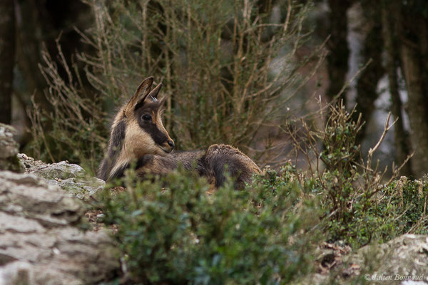 Isard – Rupicapra pyrenaica (Hermann, 1780), (Parc faunistique Lacuniacha, Huesca, Espagne, le 09/02/2020)