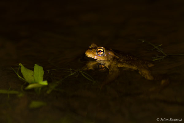 Crapaud épineux — Bufo spinosus (Daudin, 1803), (Duhort-Bachen (40), France, le 13/01/2019) 