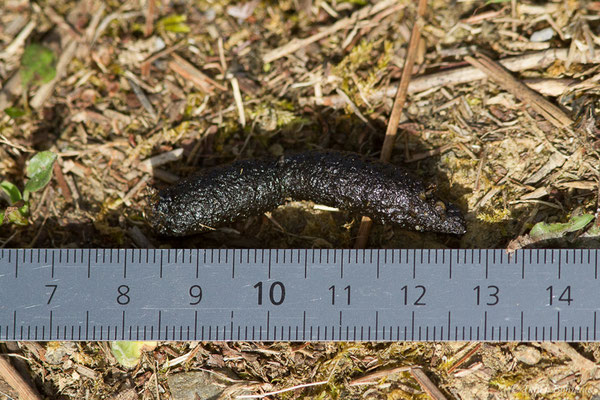Hérisson d'Europe – Erinaceus europaeus Linnaeus, 1758, (crotte) (Aignan (32), France le 07/09/2021)