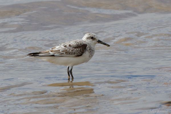 Bécasseau sanderling — Calidris alba (Pallas, 1764)