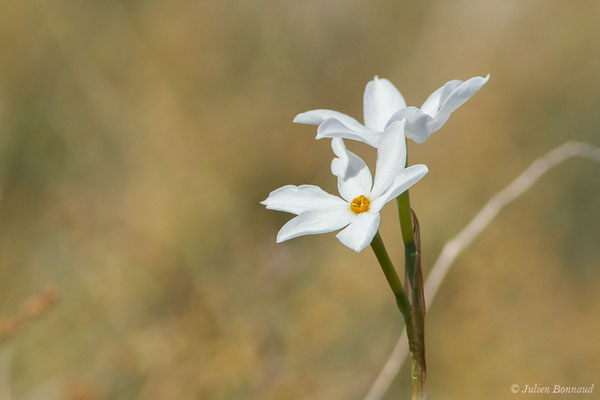 Narcissus obsoletus (Haw.) Steud., 1841, (L'Île-Rousse (2B), France, le 14/09/2019)