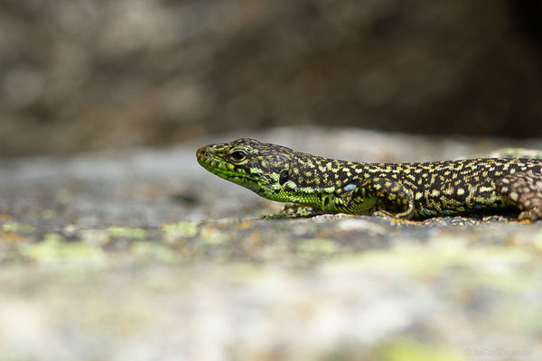 Lézard de Galan — Iberolacerta galani Arribas, Carranza & Odierna, 2006, (Parc naturel du lac de Sanabria (Zamora), Espagne), le 06/07/2022)