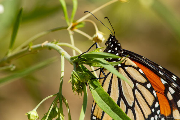 Monarque ou Monarque américain — Danaus plexippus (Linnaeus, 1758), (Tétouan (Tanger-Tétouan-Al Hoceïma), Maroc, le 27/09/2023)