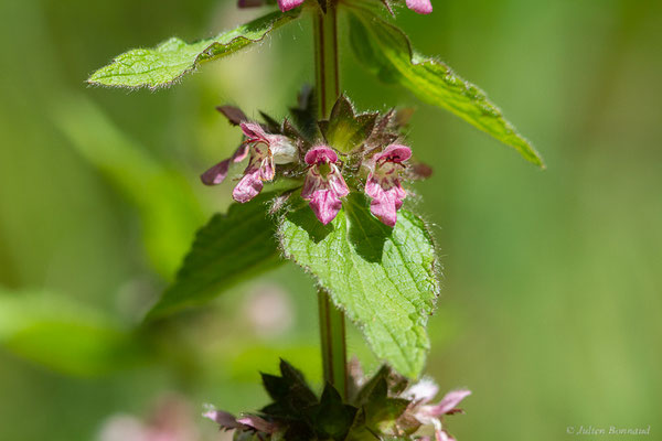 Épiaire des Alpes — Stachys alpina L., 1753, (Monein (64), France, le 02/05/2023)