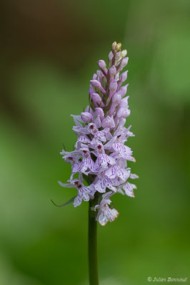 Dactylorhize tacheté — Dactylorhiza maculata (L.) Soó, 1962,