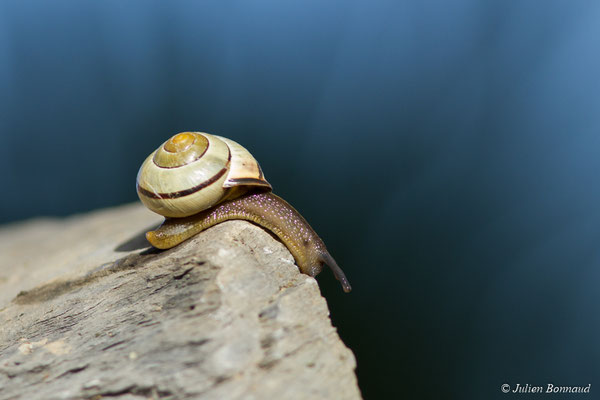 Escargot des haies — Cepaea nemoralis (Linnaeus, 1758)