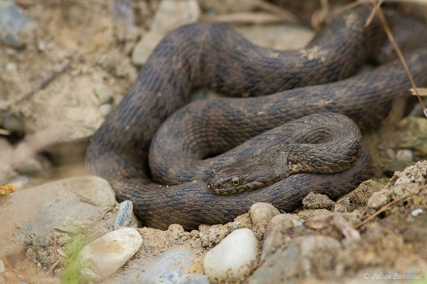 Couleuvre vipérine — Natrix maura (Linnaeus, 1758), (adulte) (Lacq (64), France, le 24/06/2019)