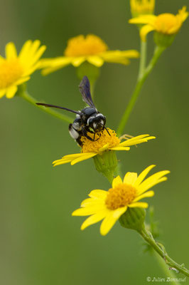 Andrena agilissima (Scopoli, 1770), (réservoir de La Barne, Jû-Belloc (32), France, le 29/05/2018)