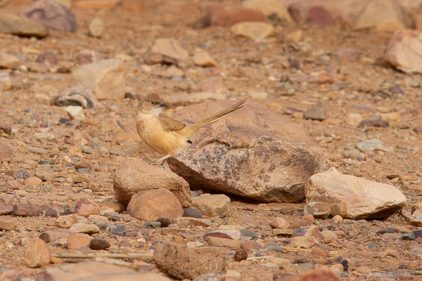 Cratérope fauve — Argya fulva (Desfontaines, 1789), (Tata (Souss-Massa), Maroc, le 08/02/2023)