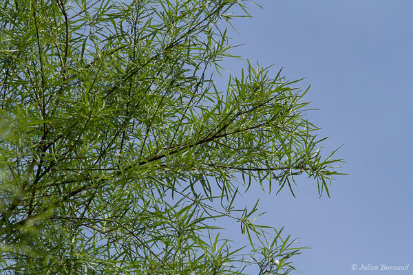 Saule blanc (Salix alba) (Meillon (64), France, le 14/05/2019)