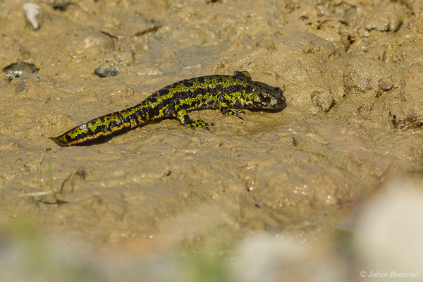 Triton marbré — Triturus marmoratus (Latreille, 1800)