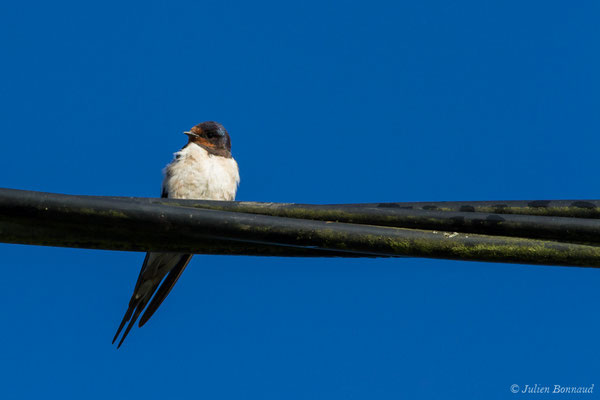 Hirondelle rustique – Hirundo rustica Linnaeus, 1758, (Parbayse (64), France, le 15/09/2017)