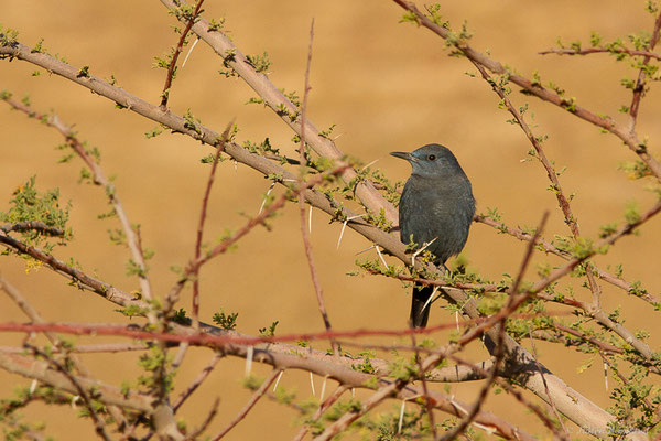 Monticole bleu — Monticola solitarius (Linnaeus, 1758), (Tata (Souss-Massa), Maroc, le 08/02/2023)