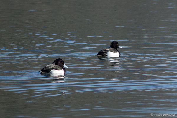 Fuligule morillon — Aythya fuligula (Linnaeus, 1758), (mâles en plumage nuptial) (Saligue d'Artix (64), France, le 05/01/2019)