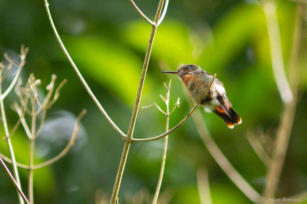 Coquette huppe-col — Lophornis ornatus (Boddaert, 1783)