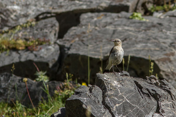 Traquet motteux — Oenanthe oenanthe (Linnaeus, 1758), (immature) (Pic du Midi d'Ossau, Laruns (64), France, le 04/08/2018)