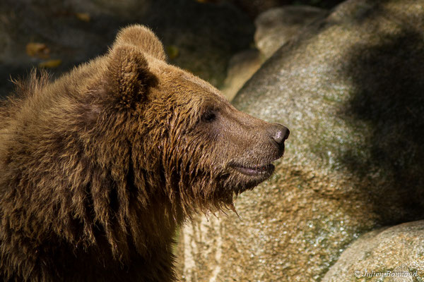 Ours brun — Ursus arctos Linnaeus, 1758, (individu âgé de 3 ans) (Parc animalier des pyrénées, Argelès-Gazost (65), France, le 03/10/2017)