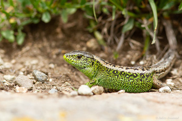 Lézard des souches — Lacerta agilis garzoni Palacios & Castraviejo, 1975