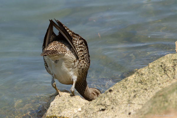Courlis corlieu — Numenius phaeopus (Linnaeus, 1758)