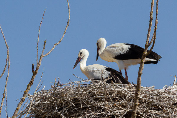 Cigogne blanche — Ciconia ciconia (Linnaeus, 1758), (Fuentes de Nava, Palencia (Castille-et-León), Espagne, le 04/07/2022)