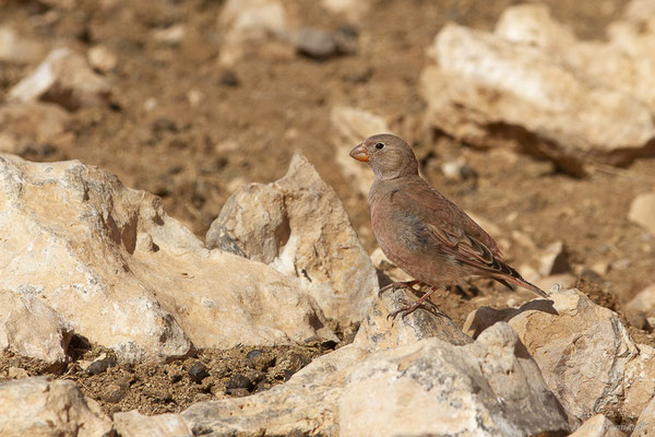 Roselin githagine — Bucanetes githagineus (Lichtenstein, 1823), (Tindaya, Fuerteventura, (Iles Canaries, Espagne), le 13/02/2022)
