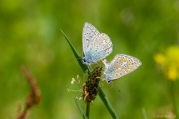 Azuré de la Bugrane, Argus bleu, Azuré d'Icare, Icare, Lycène Icare, Argus Icare — Polyommatus icarus (Rottemburg, 1775), (Narrosse (40), France, le 28/04/2023)